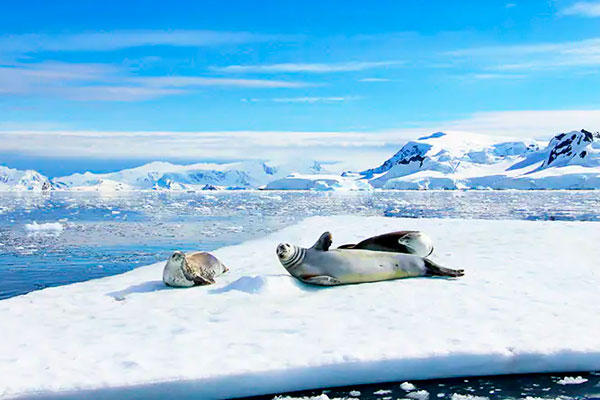 Exploración de la costa antártica a bordo del Norwegian Star