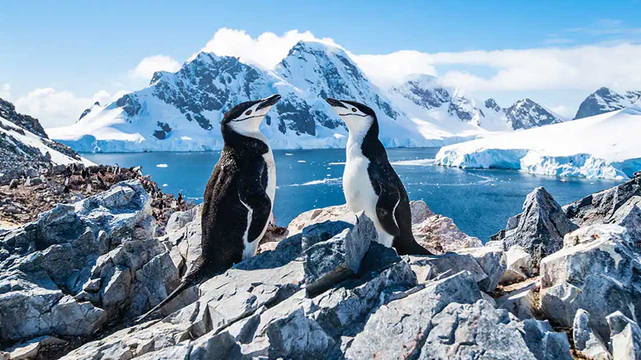 4 Reserva con anticipación al mejor precio tu crucero a la Antártida.